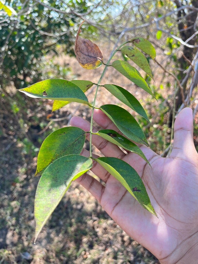 Muồng ngọ – Senna garrettiana
