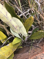 Parinari capensis capensis