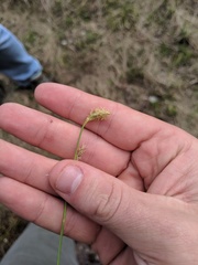 Carex capillaris