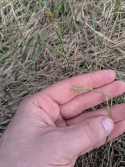 Carex capillaris