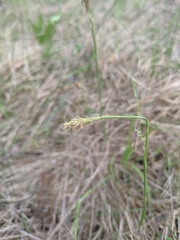 Carex capillaris