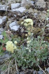 Artemisia glomerata