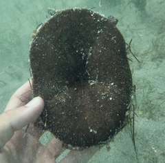 Clypeaster rosaceus