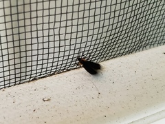 Eropterus trilineatus