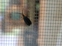 Eropterus trilineatus