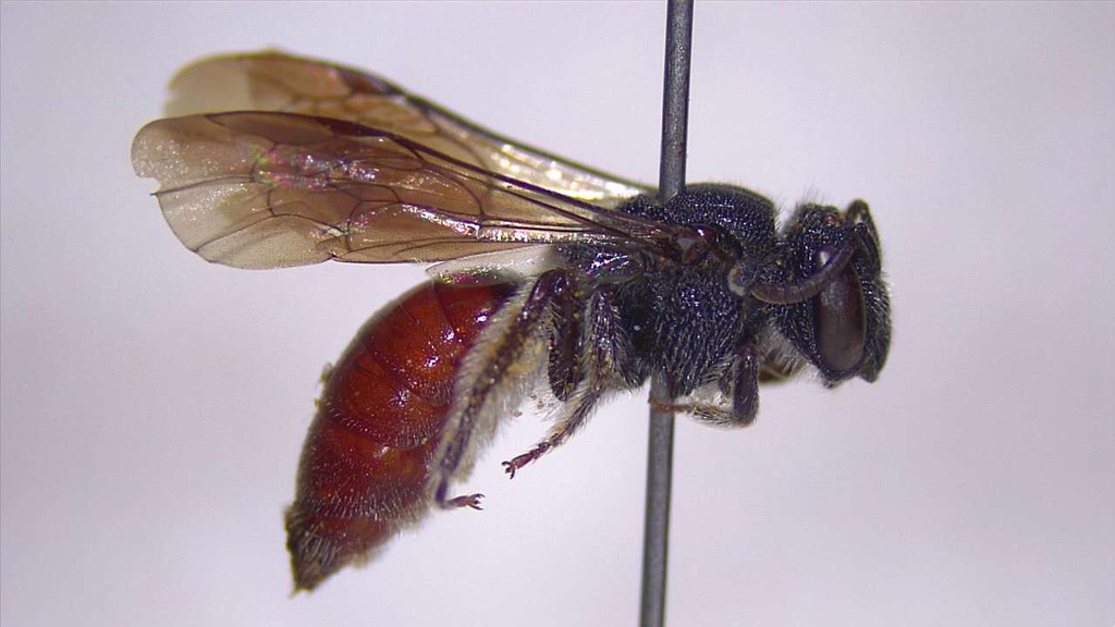 Callomelitta