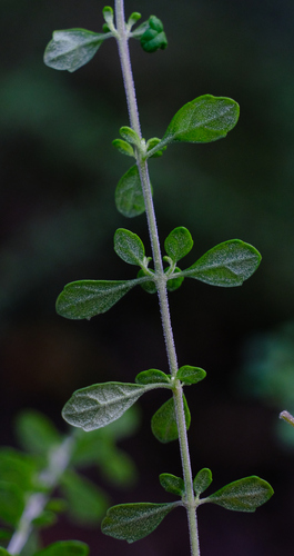 Image of Prostanthera violacea by (c) Peter Crowcroft, some rights reserved (CC BY)