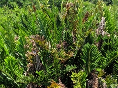 Acrostichum danaeifolium