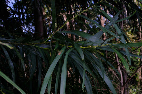 Mabel's wattle (Acacia mabellae)