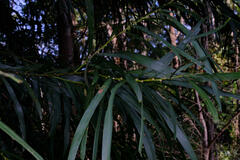 Mabel's Wattle (Acacia mabellae)