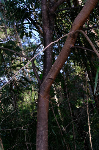 Image of Acacia mabellae by (c) Peter Crowcroft, some rights reserved (CC BY)