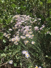 Erigeron utahensis