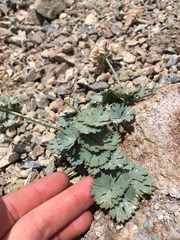 Cymopterus gilmanii