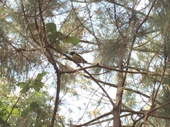 Coccothraustes abeillei