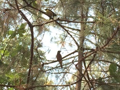 Coccothraustes abeillei
