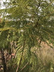 Jacaranda mimosifolia