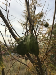 Jacaranda mimosifolia