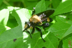 Laphria lata