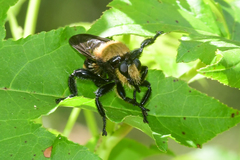 Laphria lata