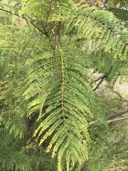 Jacaranda mimosifolia