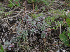 Schivereckia podolica
