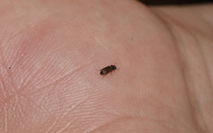 Lepidocnemeplatia sericea