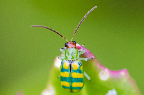 Banded Cucumber Beetle