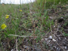 Schivereckia podolica