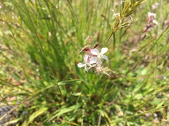 Silene gallica