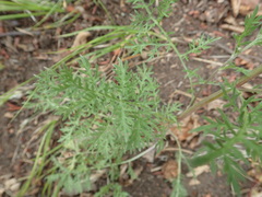 Artemisia laciniata