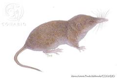 Carmen Mountain Shrew photo 2