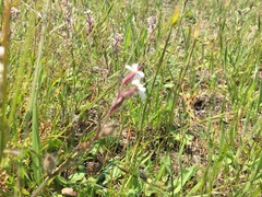 Silene gallica