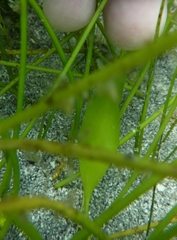 Halophila