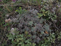 Schivereckia podolica