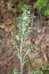 Artemisia laciniata