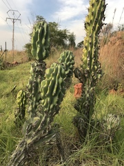 Cereus hildmannianus
