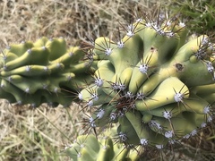 Cereus hildmannianus