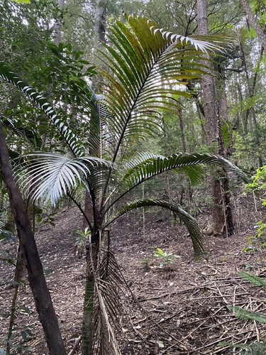 Kermadec Island Nikau (Rhopalostylis baueri)