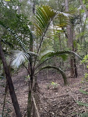 Rhopalostylis baueri