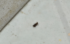 Lepidocnemeplatia sericea