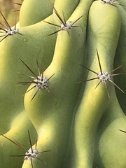 Cereus hildmannianus