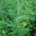 Artemisia vulgaris kamtschatica - Photo (c) Владимир Бурый, some rights reserved (CC BY-NC)
