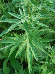 Artemisia vulgaris kamtschatica