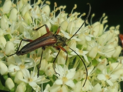 Stenocorus meridianus