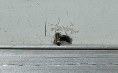 Lepidocnemeplatia sericea