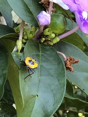 Runibia euopta