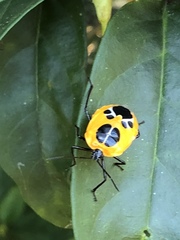 Runibia euopta