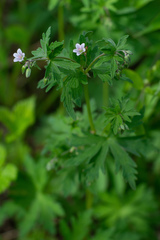 Geranium asiaticum
