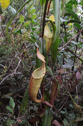 Nepenthes densiflora