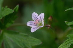Geranium asiaticum